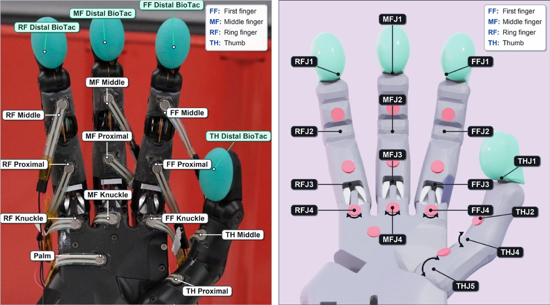 Left: the physical Shadow Hand Lite with each FSR and BioTac site labelled. Right: the simulation model with matching sensor sites and joint names (FFJ1–4, MFJ1–4, RFJ1–4, THJ1–5).